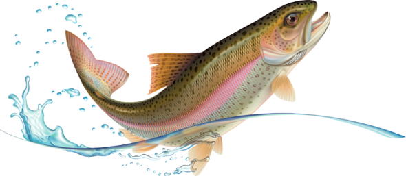 Illustration of leaping rainbow trout.