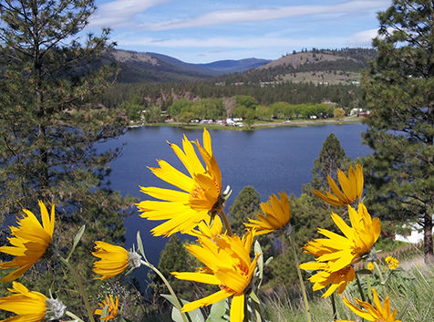 Yellow flowers with Curlew Lake in background.