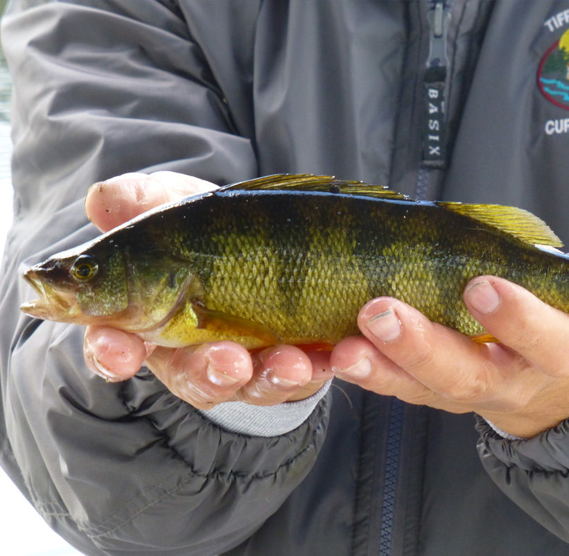Fisherman displaying one of a large catch of yellow perch.